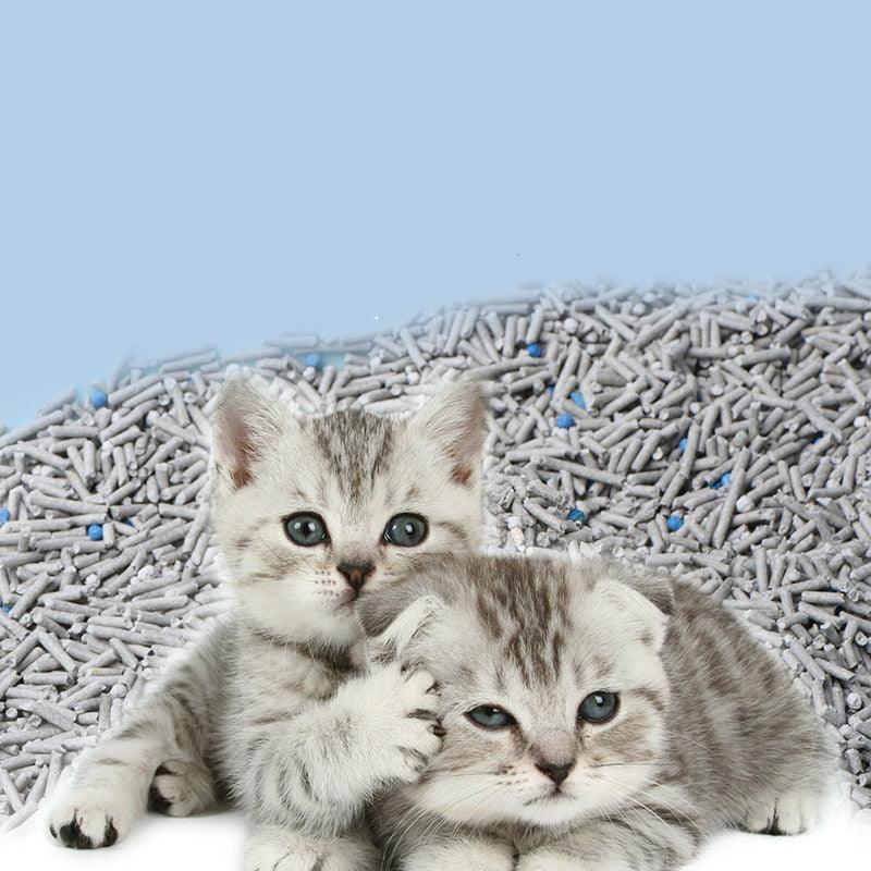 Two kittens lying on a textured surface with a light blue background