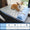 Dog lying on a blue pet seat cover in a car with size chart below.