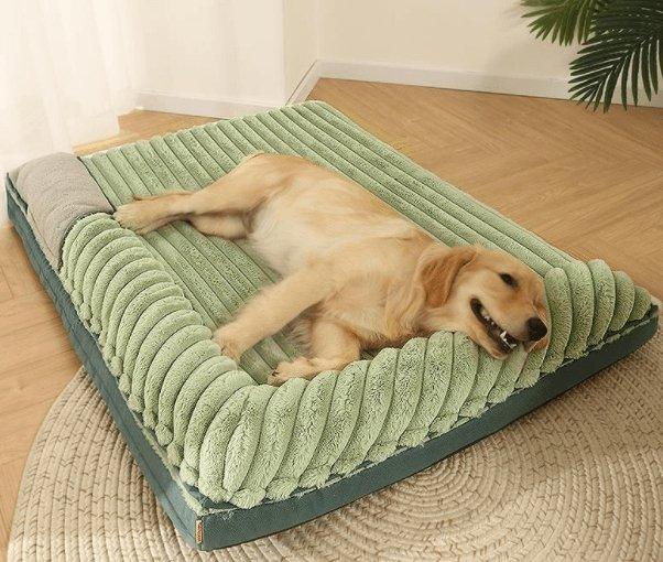 Dog lying on a green pet bed in a room with wooden flooring and a plant.