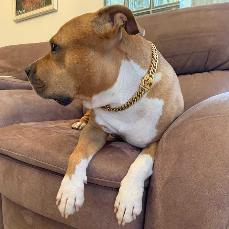 Dog with a gold chain collar sitting on a brown couch.