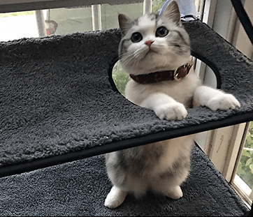 Cat sitting on a dark gray cushioned platform with a collar.