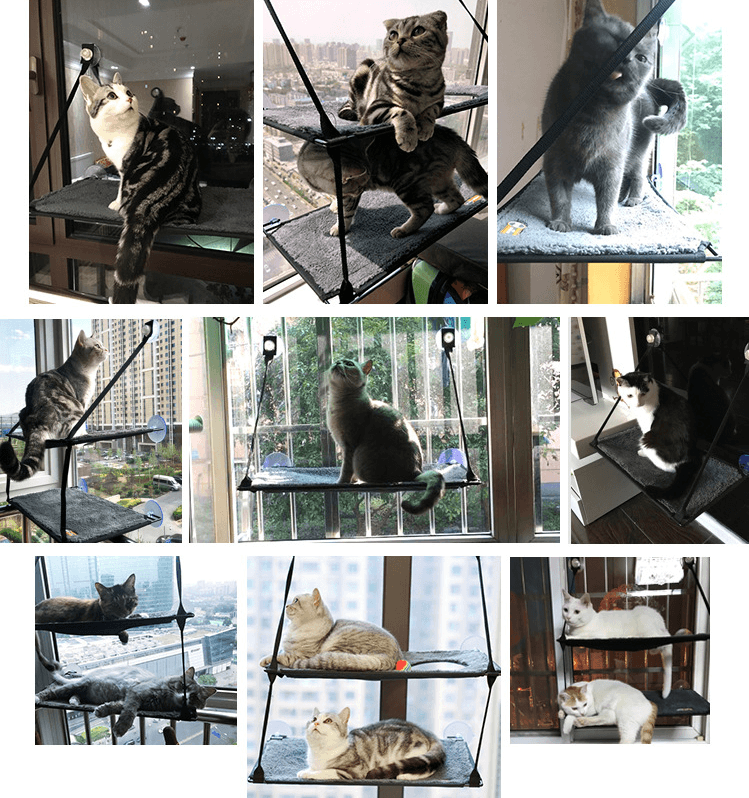 Collage of cats using a window-mounted pet hammock.
