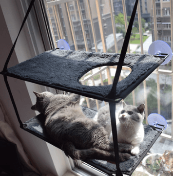 Two cats on a hanging cat shelf with a cityscape view outside.