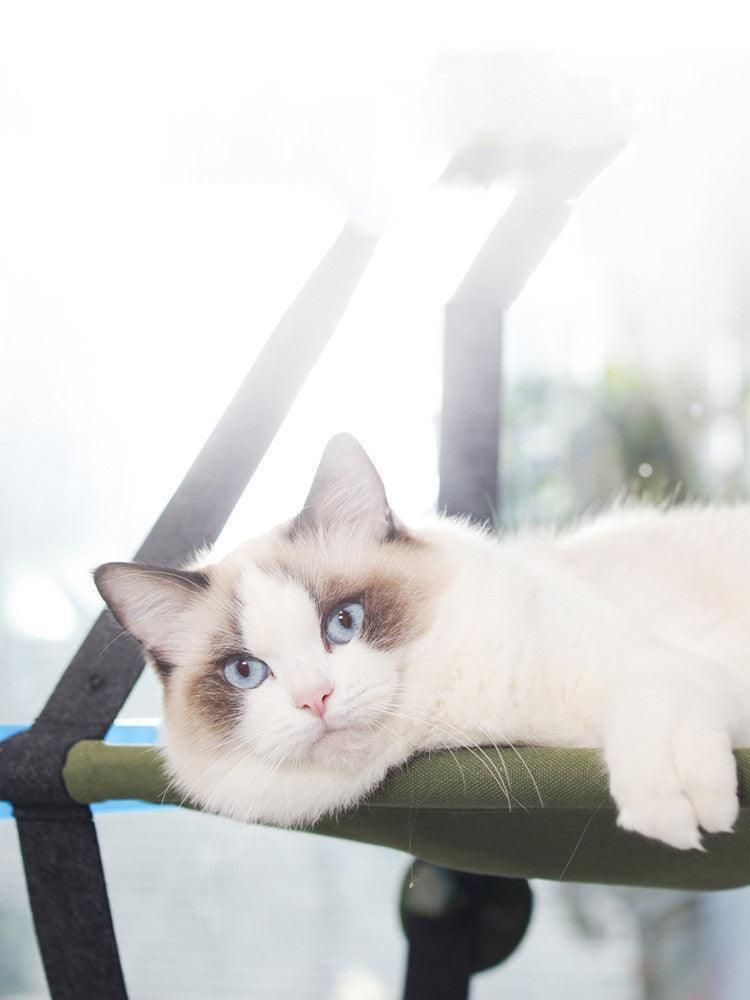 Cat with blue eyes lounging on a hammock