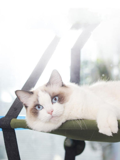 Cat with blue eyes lounging on a hammock