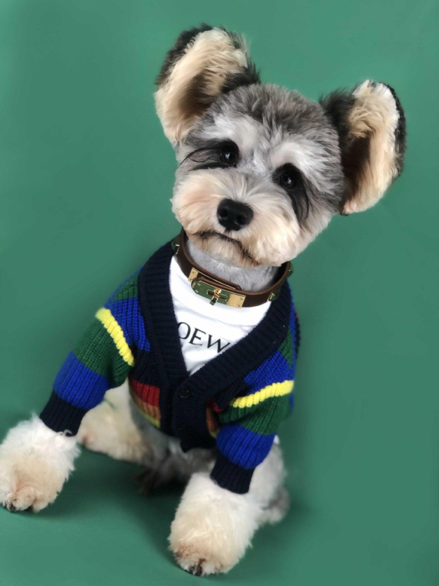 Dog wearing a colorful sweater and white shirt with text on a green background
