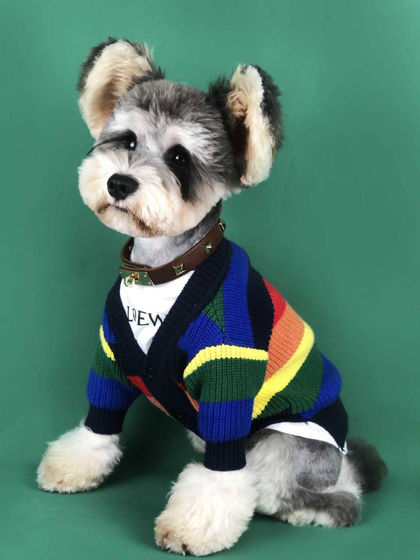 Dog wearing a colorful sweater on a green background