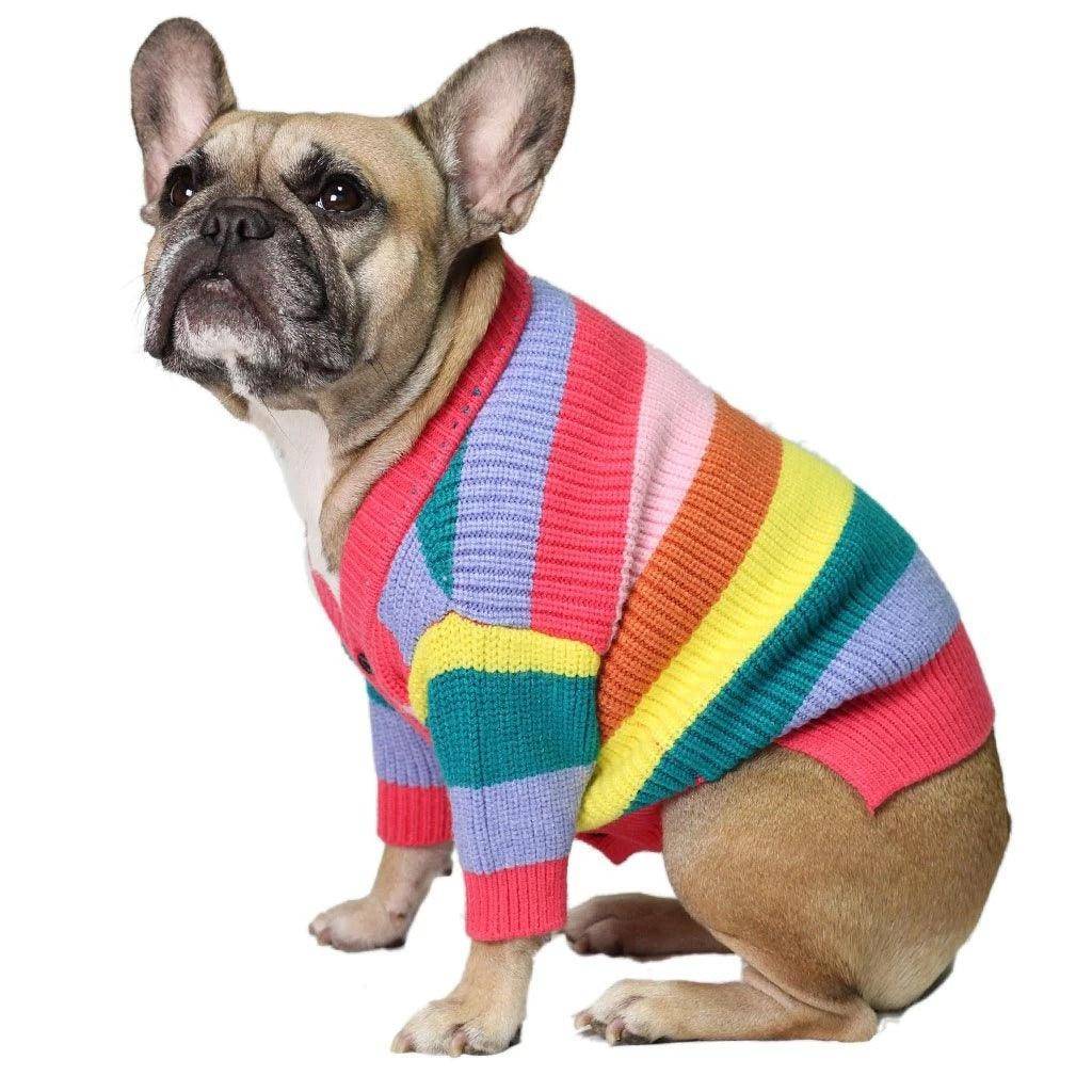 Dog wearing a colorful striped sweater on a white background