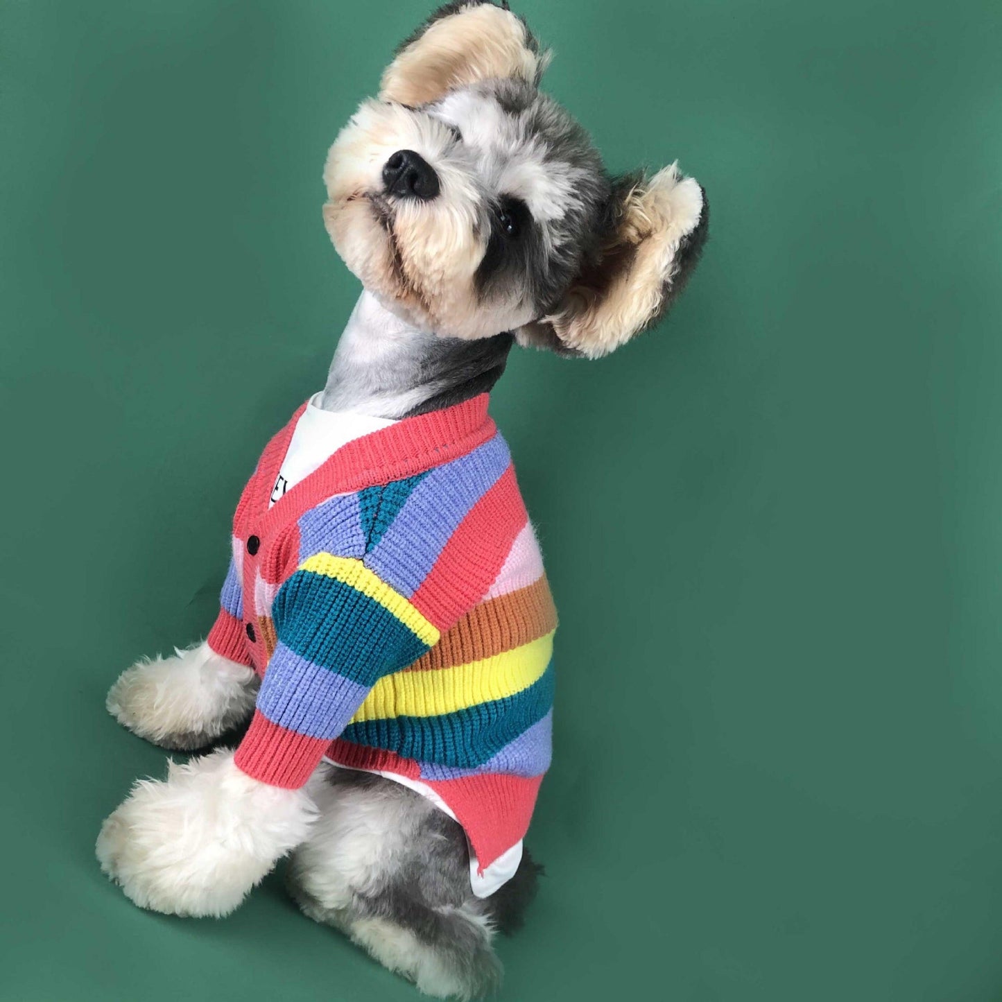Dog wearing a colorful striped sweater on a green background