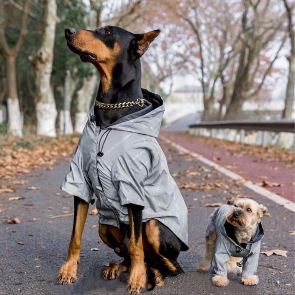 Two dogs wearing gray raincoats standing on a path with trees in the background.