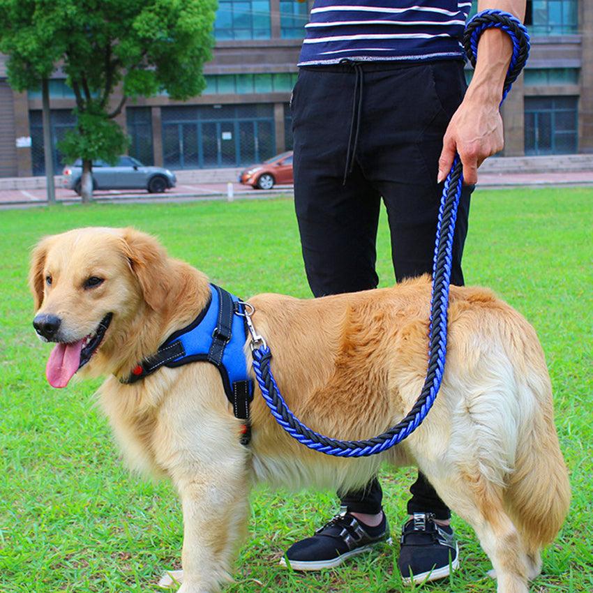 Dog on a leash with a person in a striped shirt and black pants standing on grass.