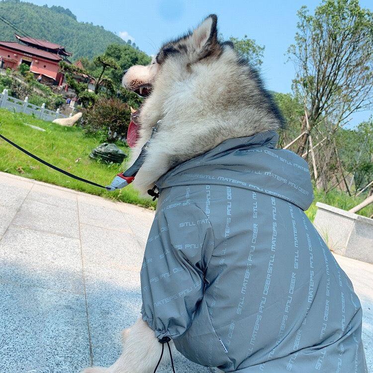 Dog wearing a gray jacket outdoors with greenery and a building in the background